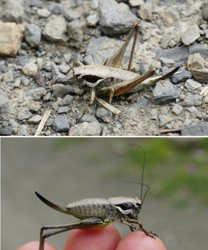 Pholidoptera fallax